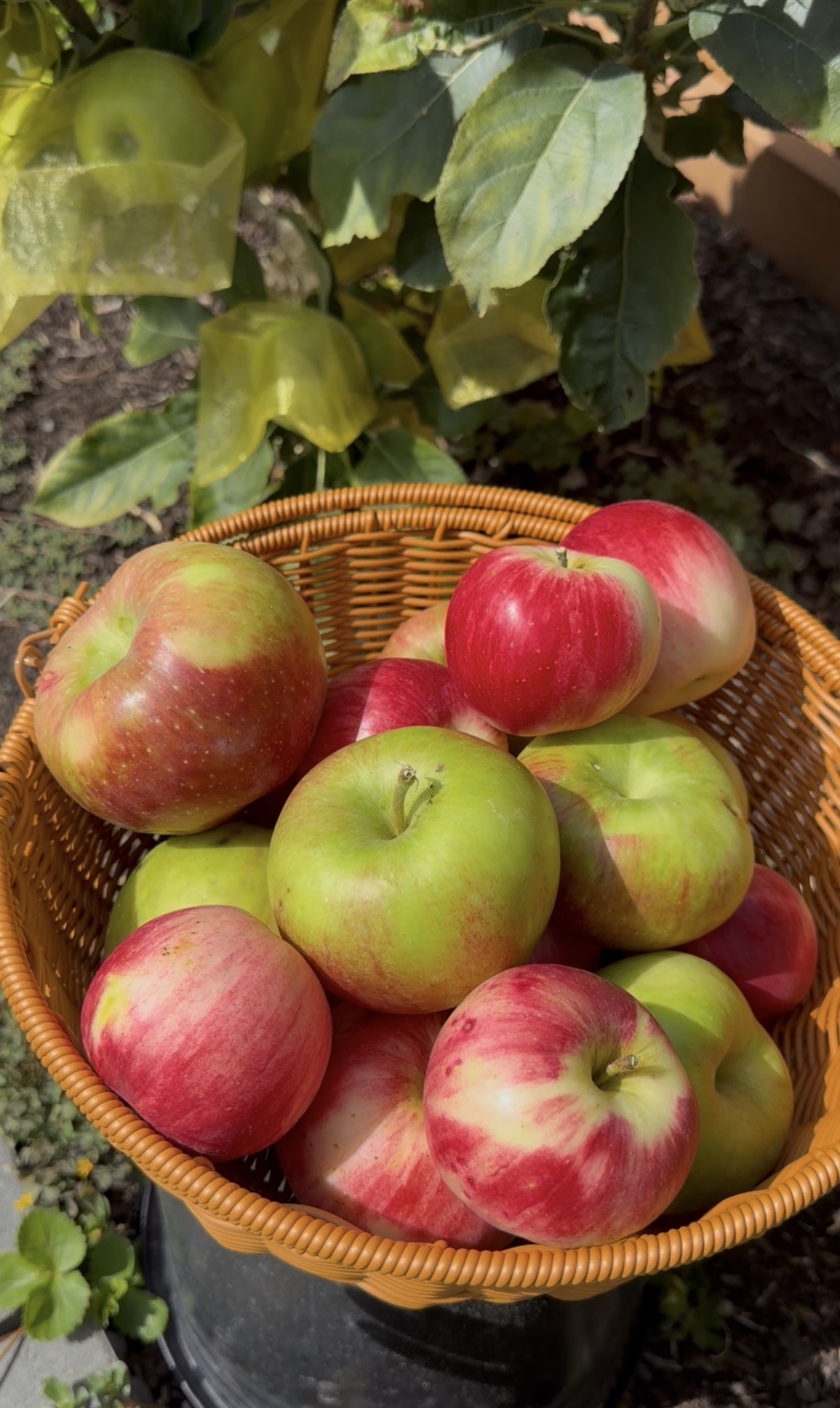 A basket of just-picked apples under the tree