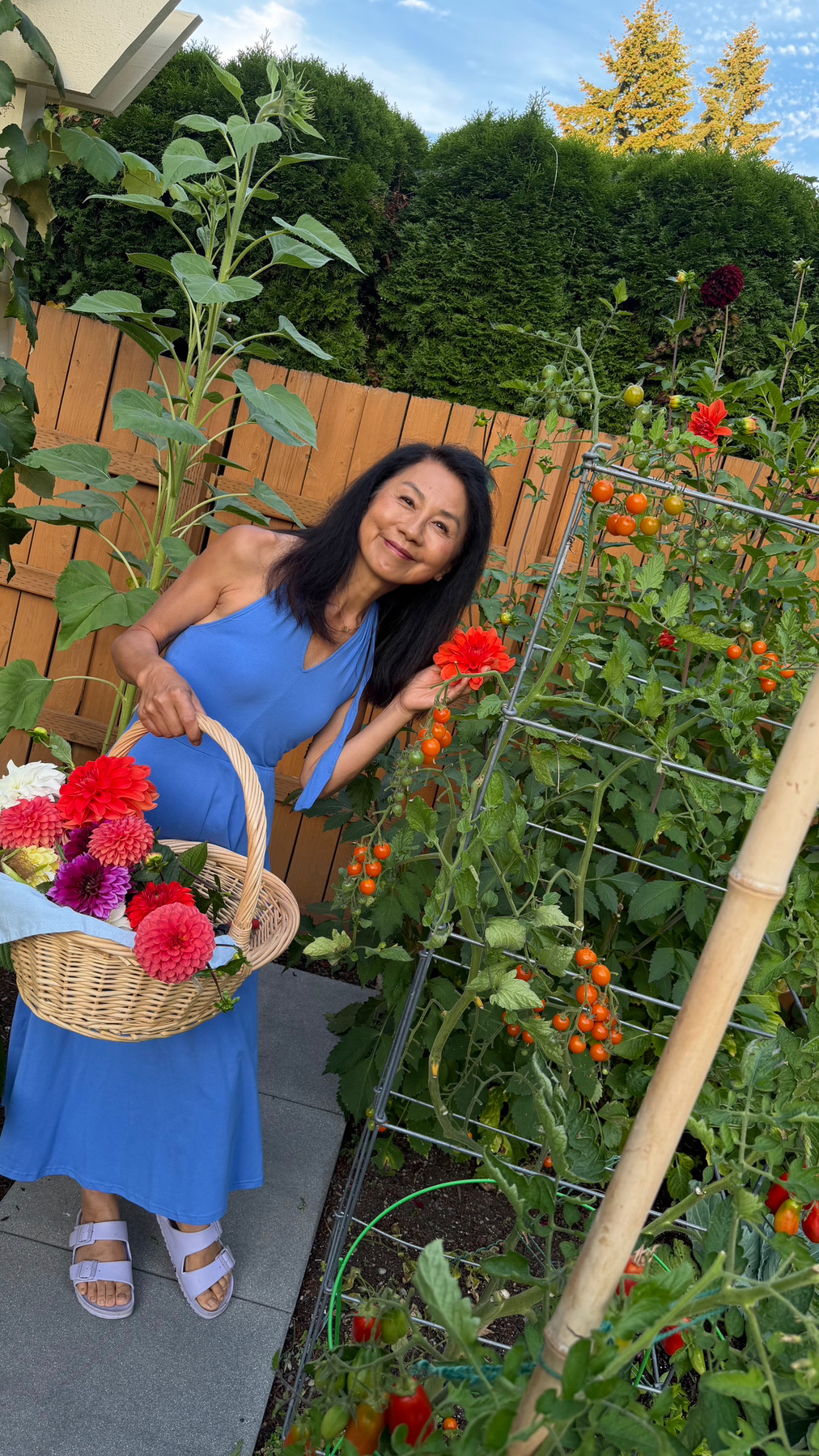 Janney cutting dahlias beside a trellis of cherry tomatoes