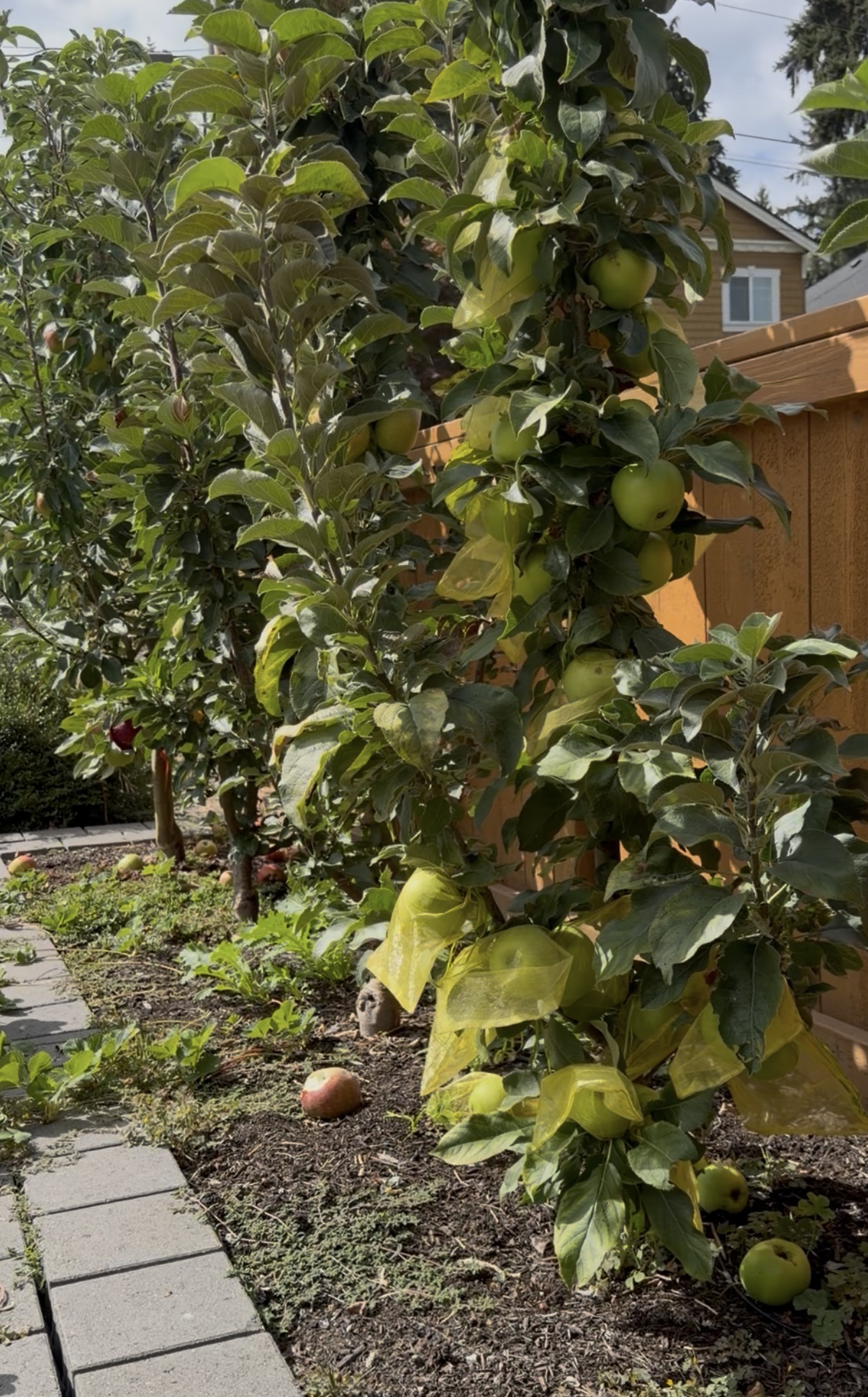 A row of columnar apple trees along a fence, fruit held close to the trunk