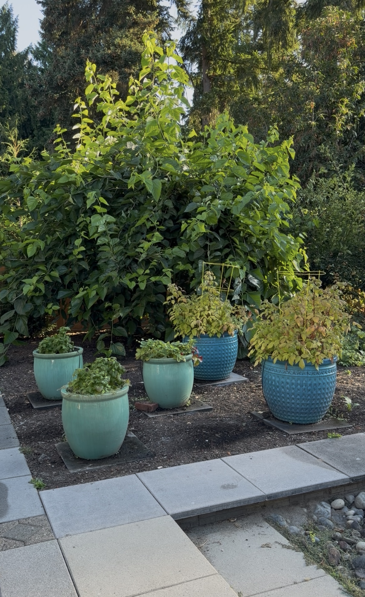 A row of large turquoise glazed containers planted with berries and herbs