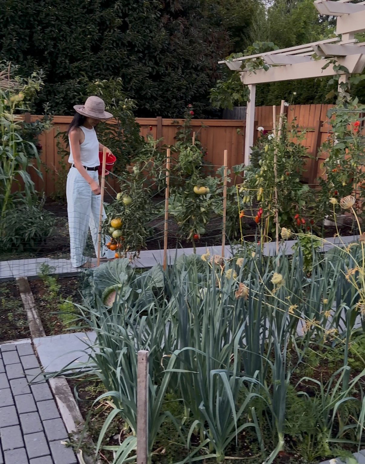 Janney watering the tomato row in the evening, leeks in the foreground