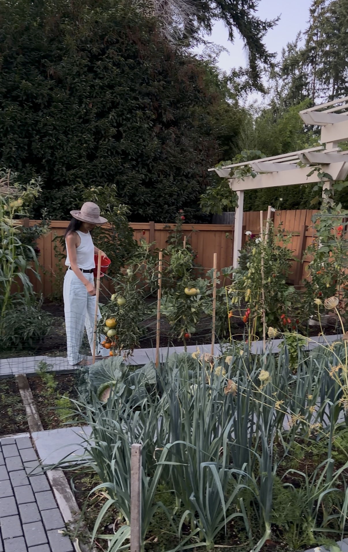 Janney watering the tomato row at dusk